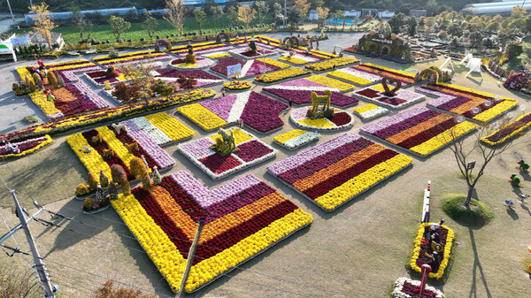 진도군, 2024 보배섬 국화축제 성황리에 막 내려 / 사진=진도군