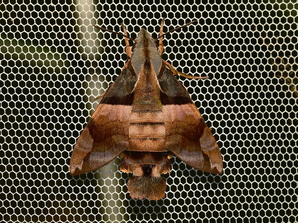 흑산벌꼬리박각시 / 사진=신안군