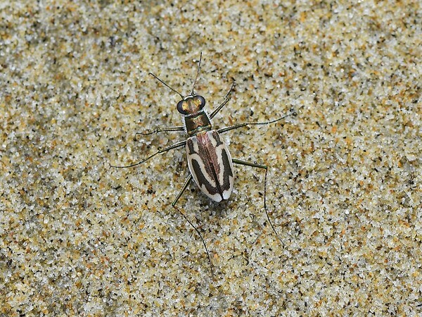 닻무늬길앞잡이 / 사진=신안군