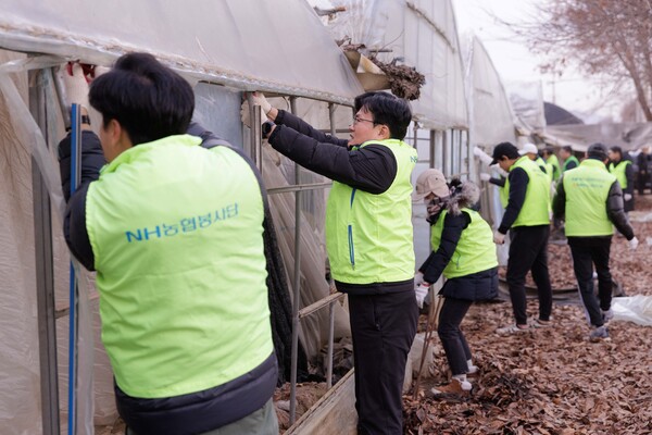 NH농협은행 이석용 은행장 및 임직원들이 13일 경기 광명시 폭설피해농가를 찾아 하우스 보수작업을 진행중이다. / 사진=NH농협은행