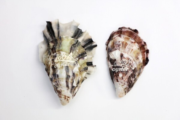 1004굴의 원산지표시 및 고급 브랜드화‘1004로고’레이져 각인 / 사진 = 신안군