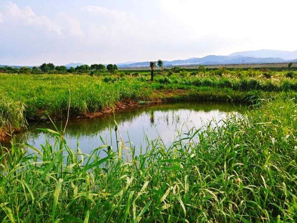 김제 생태둠벙 / 사진 = 전북특별자치도