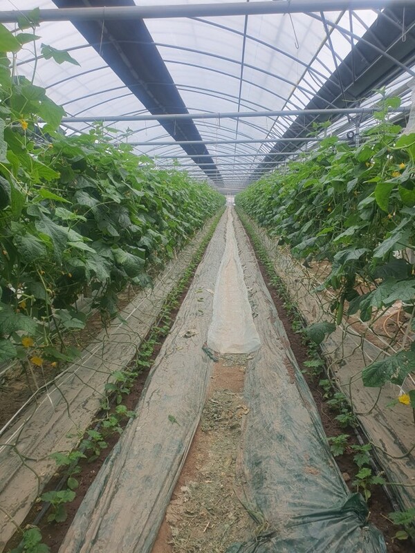 간편형 스마트팜 오이 시설하우스 내부 / 사진 = 고흥군