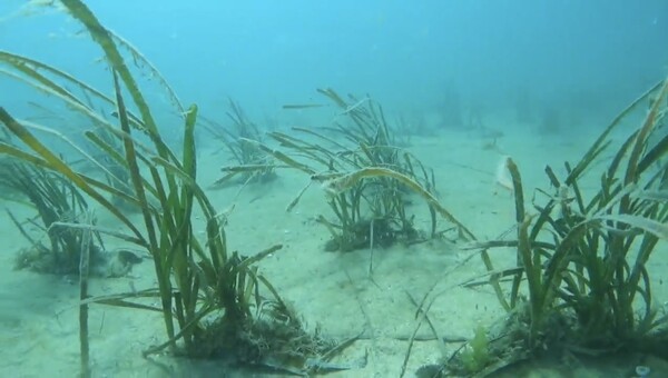 완도 청산면 해역에 이식한 잘피 모습 / 사진 = 완도군