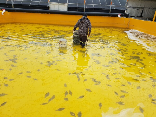 양식어가 배합사료 구매자금 지원-넙치 양식장 / 사진=전라남도