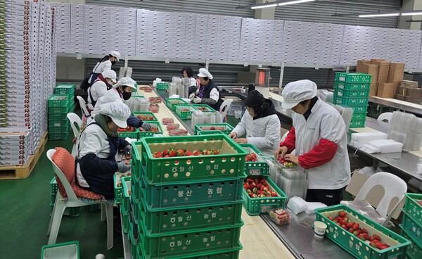 수출용 딸기 선별 / 사진=전라남도