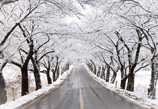 추천관광지 구림마을 가는길 설경 / 사진 = 영암군