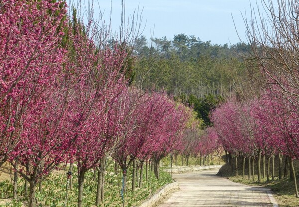 1004섬 튤립홍매화정원 홍매화정원 / 사진 = 신안군