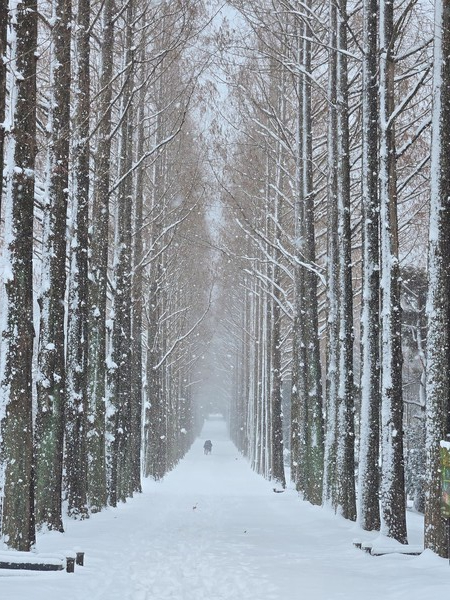 메타길(눈오는 날) / 사진=전라남도