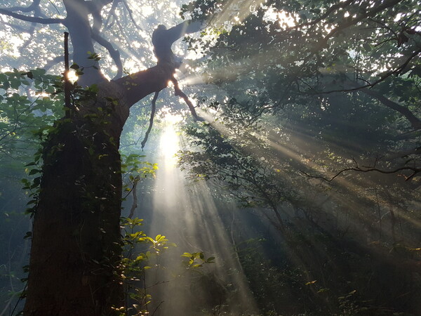 UN Tourism ‘최우수 관광마을’ 대한민국 대표 후보 선정된 고훙 쑥섬마을  난대원시림  / 사진 = 고흥군