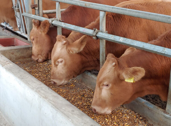유자골 고흥 한우 전국 최고품질 입증 / 사진 = 고흥군
