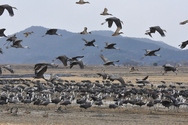 순천만 흑두루미 / 사진 = 순천만