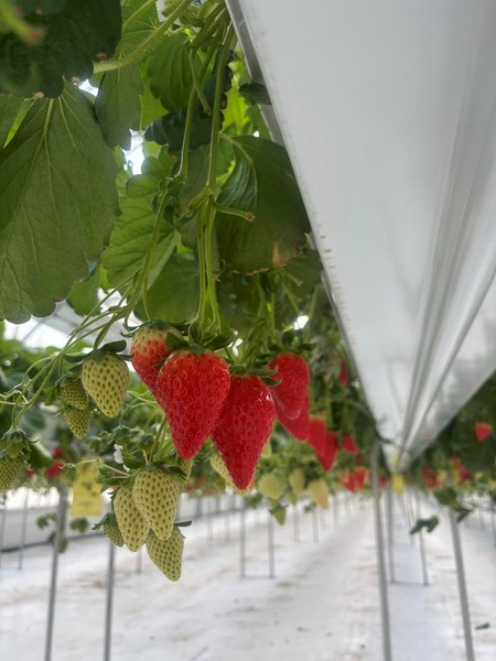 원예작물- 딸기 / 사진 = 전라남도