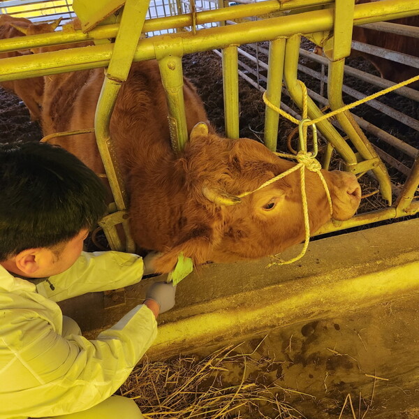 고흥군, 한·육우 브루셀라 일제 검사 실시 / 사진 = 고흥군