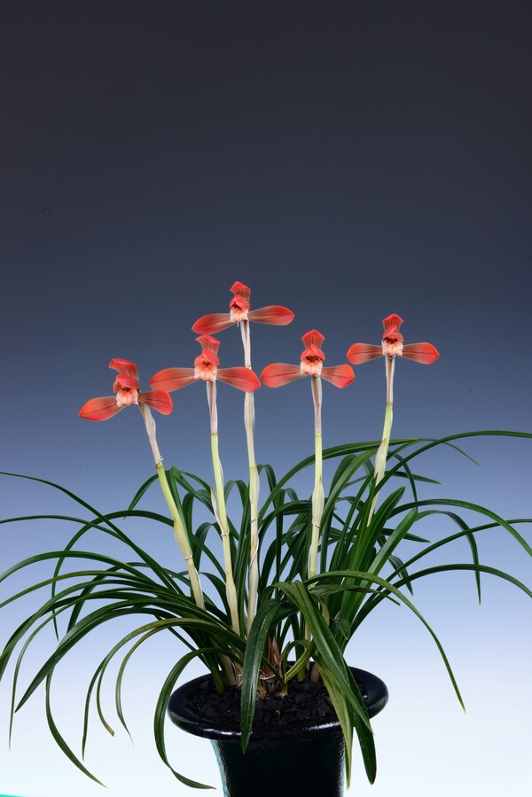 제6회 2025 화순 난 명품 박람회 대상(홍화  불꽃) / 사진=화순군