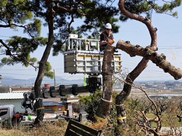 장성군이 재해우려목 제거 작업을 이달 말까지 시행한다 / 사진 = 장성군