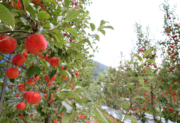 홍로사과 / 사진 = 충주시
