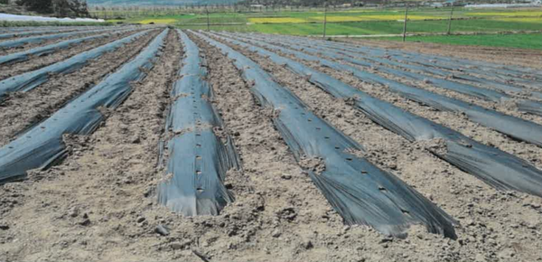 고추밭에 사용된 생분해성 멀칭농자재 / 사진 = 전라남도