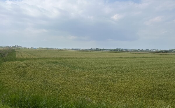 동계 전략작물 직불금-해남군 밀 재배단지 전경 / 사진 = 전라남도