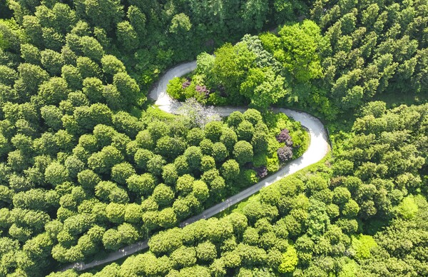 장성 축령산 편백숲 / 사진 = 장성군