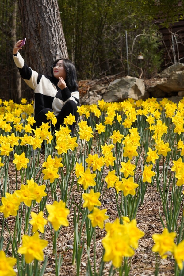 수선화 군락지에서 사진을 찍고 있는 관람객 / 사진=해남군