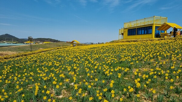 2025년 선도 수선화 정원 / 사진 = 신안군