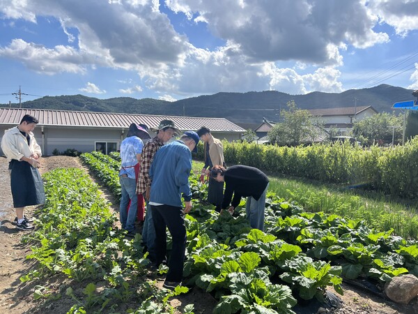 보성군, ‘2025년 전남에서 살아보기’ 사업 본격 추진_2024년 전남살아보기 참가자들이 배추밭에서 잡초를 뽑고 있다. / 사진 = 보성군