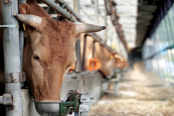 사료구매자금 지원 / 사진 = 장흥군