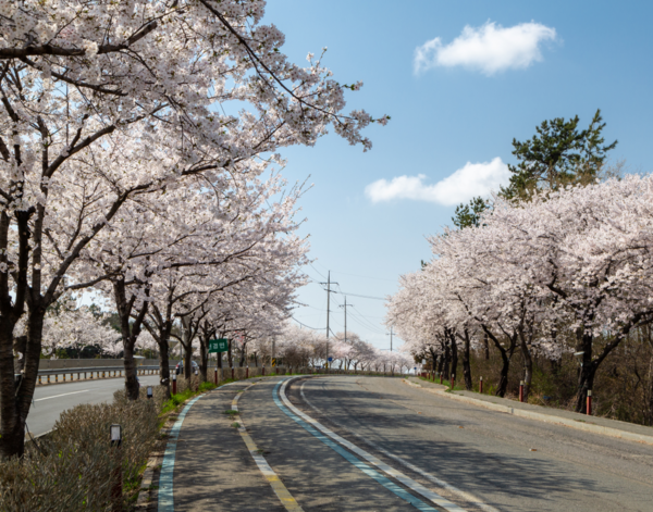                고인돌공원 왕벚꽃길 /사진 = 무안군