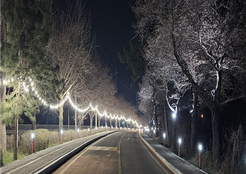 고인돌공원 왕벚꽃길 야간조명 점등 모습