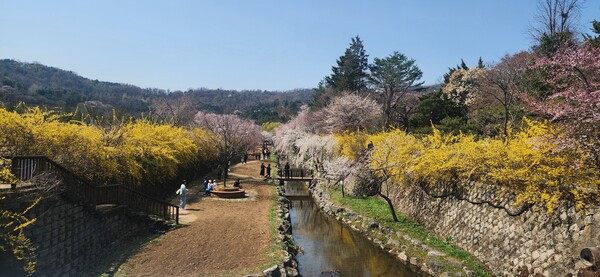 국립서울현충원 현충천에 활짝 핀 개나리와 벛꽃 / 사진 = 더페어 DB