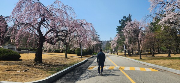 국립서울현충원 수양벚꽃 / 사진 = 더페어 DB
