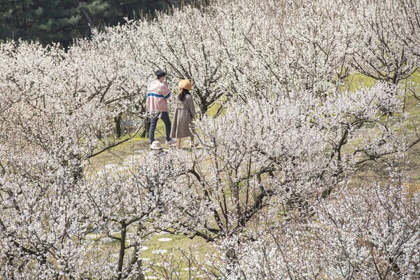 매화가 만개한 하늘정원길을 커플이 걷고 있다. 사진=에버랜드