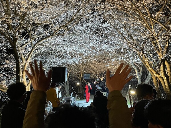 용산면 문화의밤 벚꽃행사 / 사진 = 장흥군