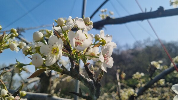 배 과원 개화중 / 사진 = 담양군