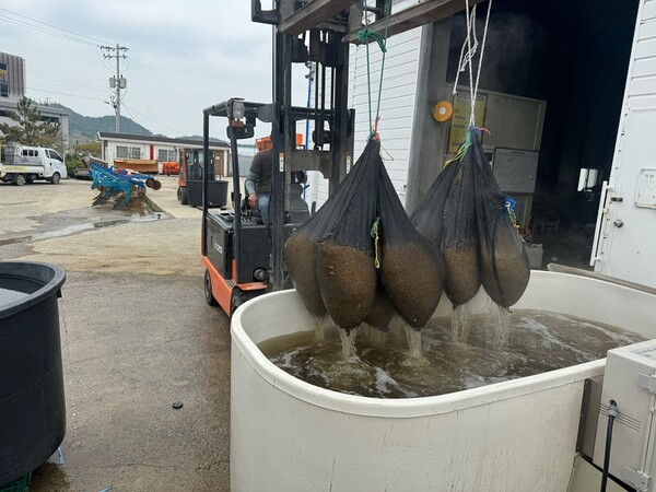 볍씨 종자 10kg 단위 10포대를 온탕소독기에 담가 소독하고 있다. / 사진 = 신안군
