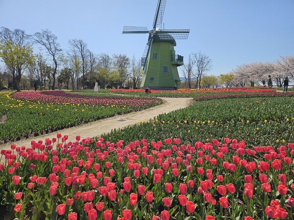 바람개비처럼 펼쳐진 튤립이 인상적인 순천만국가정원 속 네덜란드정원 / 사진 = 순천시