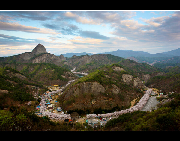 올 봄, 벚꽃 구경 놓쳤다면 진안에서 벚꽃엔딩(마이산남부 벚꽃길) / 사진 = 진안군