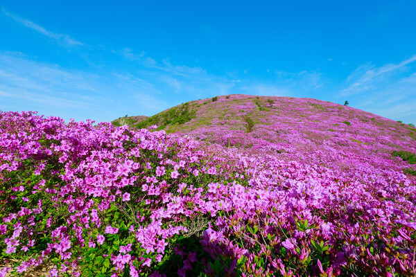 5월 3일부터 5일까지 제21회 일림산 철쭉문화행사 개최 _ 전국 최대 철쭉 군락지 보성군 일림산 전경 / 사진 = 보성군