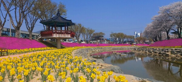 순창군 양지천 일대 꽃잔디 등 만개…지역 새 명소로 부상 / 사진 = 순창군