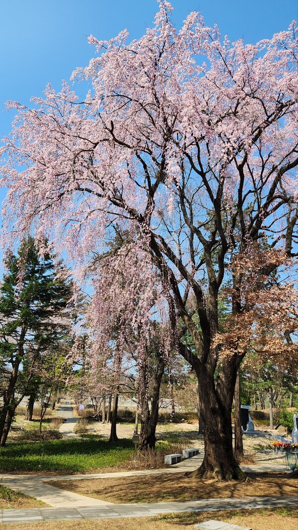 서울 현충원 수양벚꽃 / 사진=더페어DB