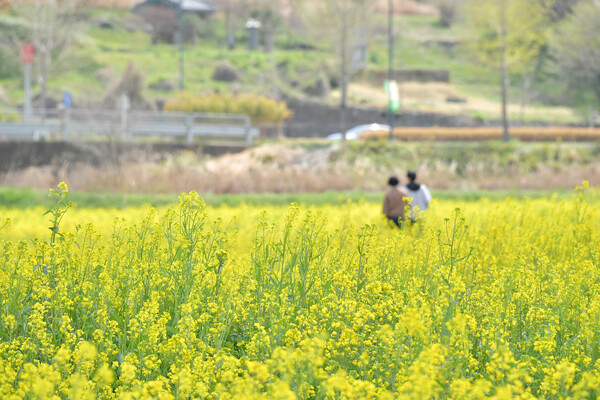 봄빛 물든 담양, 유채꽃 물결 / 사진 = 담양군