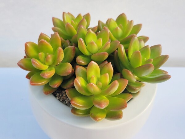 트윙클루이 / 사진 = 경기도