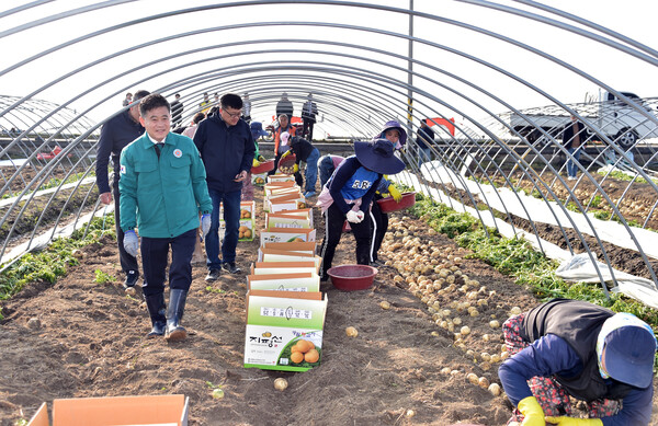 폭설과 강풍을 이겨낸 광활감자 수확 본격 시작 / 사진=김제시