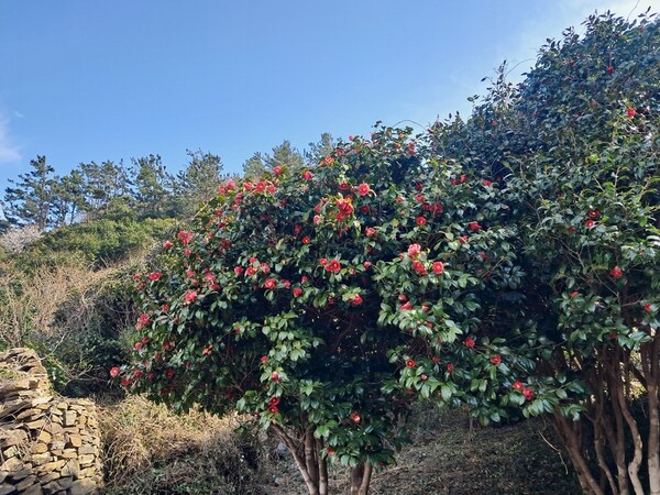 꽃이 만개한 흑산 동백숲의 동백나무 / 사진 = 신안군
