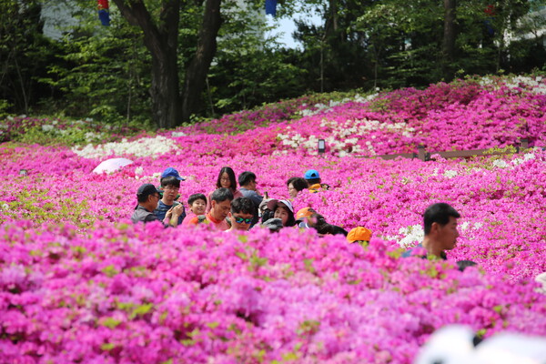 2016 군포시 철쭉대축제 / 사진=군포시