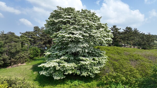 아산면 중월마을 이팝나무 / 사진 = 고창군