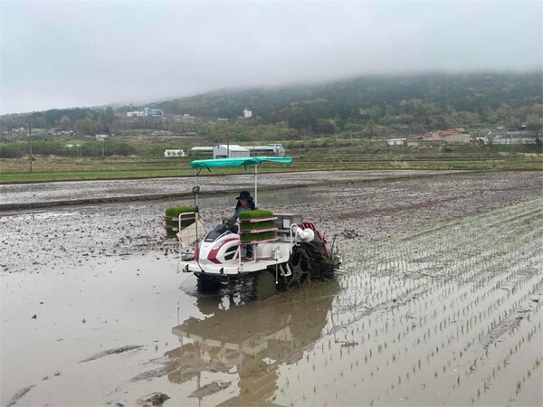 조생종 벼 모내기 / 사진  = 장흥군
