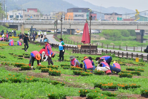 장성군 농업인단체 회원 200여 명이 21일 황룡강 일원에서 플라워 레터링에 참여했다 / 사진 = 장성군