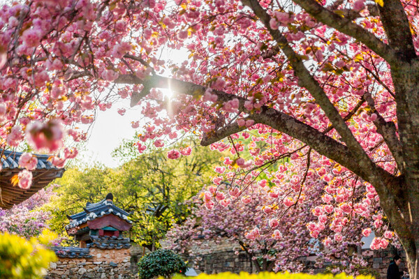 선암사 겹벚꽃 / 사진 = 순천시